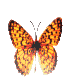 bi colored butterfly source ijc